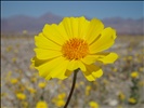 Death Valley Flowers 03